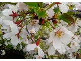 桜の開花・・始まってますね～＾＾♪