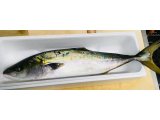 今朝、仕入れたるおススメの一品は…