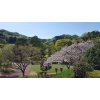 本日の唐沢ゴルフ倶楽部三好コースは八重桜が満開です（＾＾）/