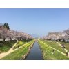 豊川の佐奈川の桜が見頃です、最高でした、笑い！