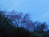 新東名の枝垂桜
