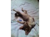 子ねこさん日記☆ひさしぶり