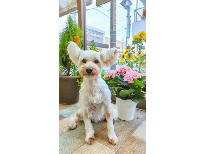 コテちゃん