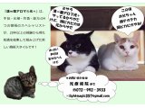 光療術院(ひかりりょうじゅついん)にゃんこ劇場