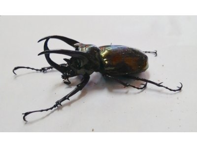 超久しぶり!!! アトラスオオカブト入荷