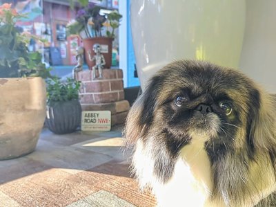ピーちゃん