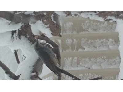 野鳥
