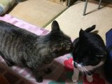 おはようございます。きょうも元気な笑顔で頑張りましょうね。