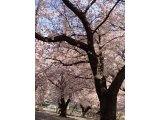 桜満開♪　綺麗でした！