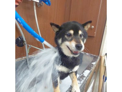 モモちゃん