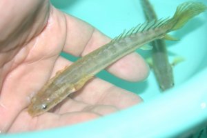 観賞魚 熱帯魚販売 小島商会の日記