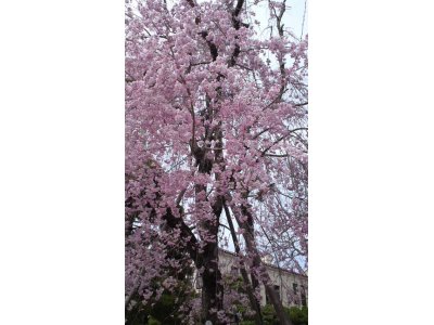 大将のおすすめ☆