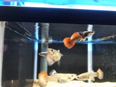 ダンボ