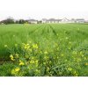 4/11『菜の花～実を付けてます』…2/25位から咲いていました。