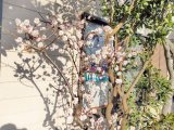 【ハウススタジオ】春に近づき、「梅の花」が開花！