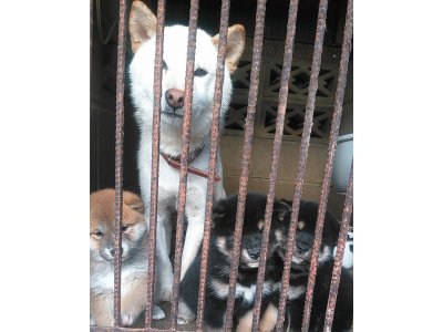 今日で、1か月7日目に成ります、カンナ姫の子犬達です。