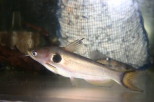 観賞魚 熱帯魚販売 小島商会の日記