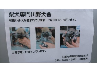 雨にも負けず、風にも負けず、夏の暑さには、ちょっと負けそうです。