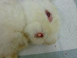 ウサギの膿瘍【大阪府堺市の動物病院】