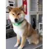 本日のお客様♪その1