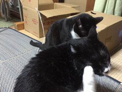 おはようございます。きょうもハッピーな笑顔で頑張りましょう。