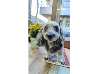 ひまわりちゃん