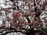桜の花が咲きました。