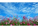 上川養鱒場たより 11月 5日 朝