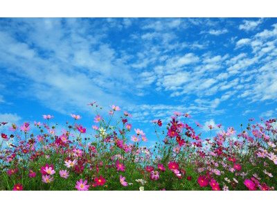 上川養鱒場たより 11月 5日 朝