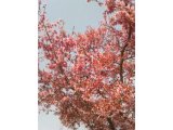 長居公園では、河津桜が見頃