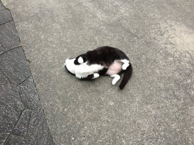 おはようございます。今週もキラキラ笑顔でよろしくお願いいたします。