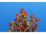 紅葉の三原色