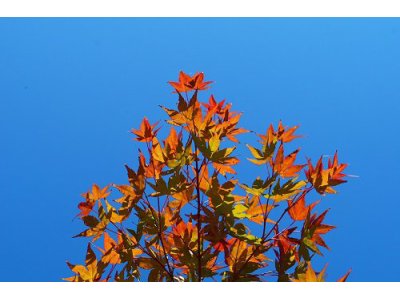 紅葉の三原色