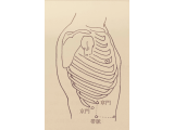 腰や下腹部の痛みに関係するツボ