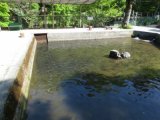 上川養鱒場たより 8月 7日 朝