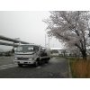 神戸陸運局の桜