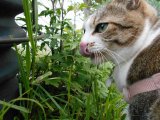 包帯を洗うのは何十年振りかな?