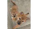 本日は、春ちゃんの子犬をお買い上げ有難うございます。
