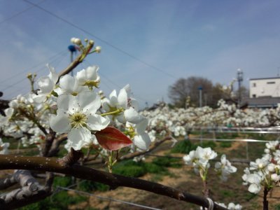 花見はいかがですか？