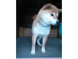 近日中に、お産する優ちゃんです。