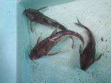 最新入荷魚