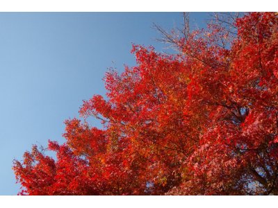 ★　寒暖の差が激しく、紅葉いい色になってきました。