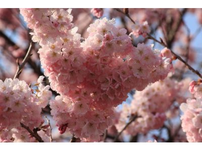 春めき桜　（南足柄市）