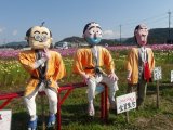 亀岡コスモス園写真特集