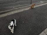 おはようございます。きょうもハッピーな笑顔で頑張りましょう。