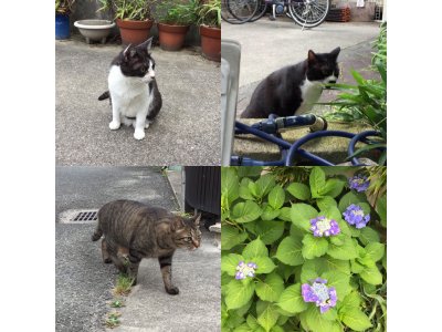 おはようございます。きょうもハッピーな笑顔で頑張りましょう。