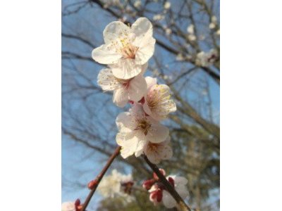 大川沿いの桜が少しだけ咲いていました