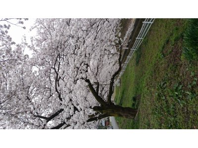 さくら