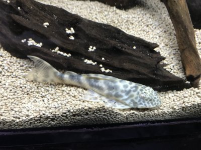 ビックスポット
