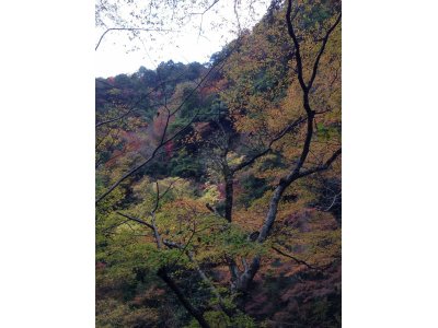 おせちの食材